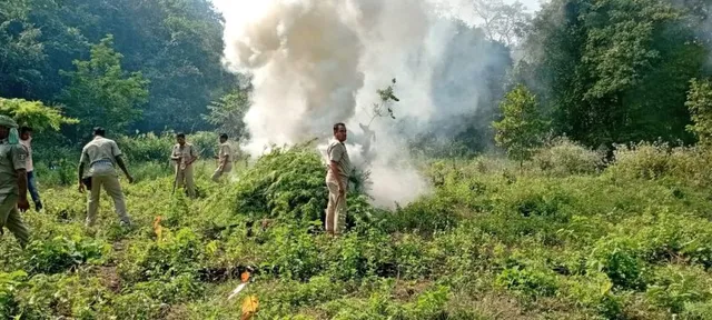 ପୁଲିସ ଟାର୍ଗେଟରେ ଗଞ୍ଜେଇ ମାଫିଆ: ୧୪୪ ମାମଲାରେ ୨୬୮ ଗିରଫ, ୪୨ ଲକ୍ଷ ଜବତ