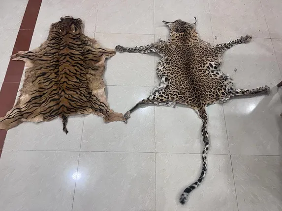 ଏକାଥରକେ ମହାବଳ ଓ କଲରାପତରିଆ ବାଘ ଚମଡ଼ା ଜବତ କଲା ଏସ୍‌ଟିଏଫ୍‌