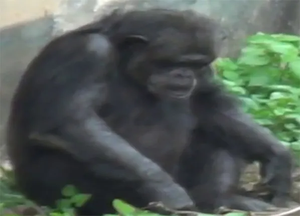 ନନ୍ଦନକାନନରେ ସିମ୍ପାଞ୍ଜି ଜୁଲୁ ଅସୁସ୍ଥ