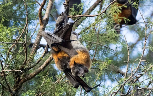 ବାଦୁଡ଼ି ଦ୍ବୀପ : ହୀରାକୁଦ ଜଳଭଣ୍ଡାରର ‘ହାଡ଼ଖାଇ ଟାପୁ’