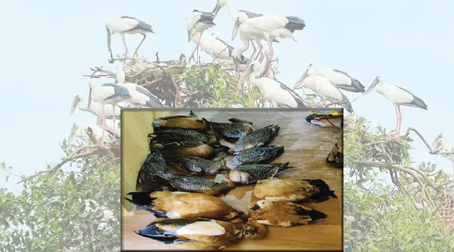 ନିଶା ଦେଇ ଭିତରକନିକାରୁ ବିଦେଶୀ ପକ୍ଷୀ ଶିକାର