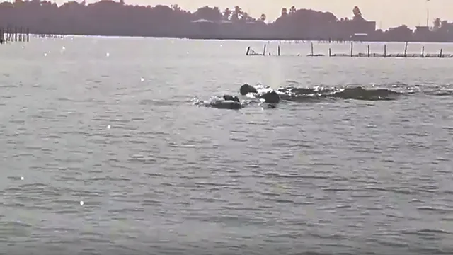 ଚିଲିକାରେ ଡଲ୍‌ଫିନ୍ ଗଣନା: ୨୭ ଦିନ ବିତିଲା, ଜଣାପଡ଼ିଲାନି ସଂଖ୍ୟା