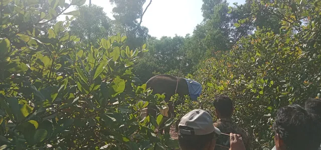 ପୁରୀରେ ହାତୀକୁ ଟ୍ରାଙ୍କୁଲାଇଜ କରିଲା ବନ ବିଭାଗ