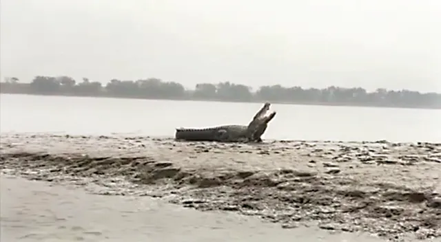 ଚିଲିକାରେ କୁମ୍ଭୀର ! ଭାଇରାଲ ଭିଡିଓକୁ ନେଇ ଲୋକେ ଆତଙ୍କିତ, ଡିଏଫ୍‌ଓ କହିଲେ ଗୁଜବ