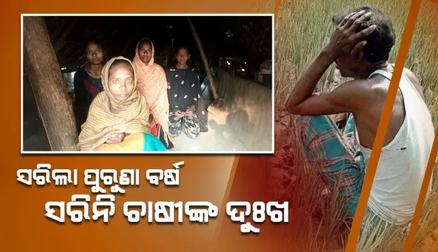 ଖାଦ୍ୟ ଅନ୍ୱେଷଣରେ ଗାଁମୁହାଁ ଅଭୟାରଣ୍ୟ ହାତୀ: ଚିନ୍ତାରେ ଚାଷୀ