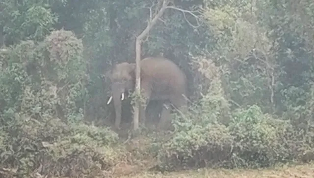 ଡେଲାଙ୍ଗରେ ହାତୀ ଆତଙ୍କ