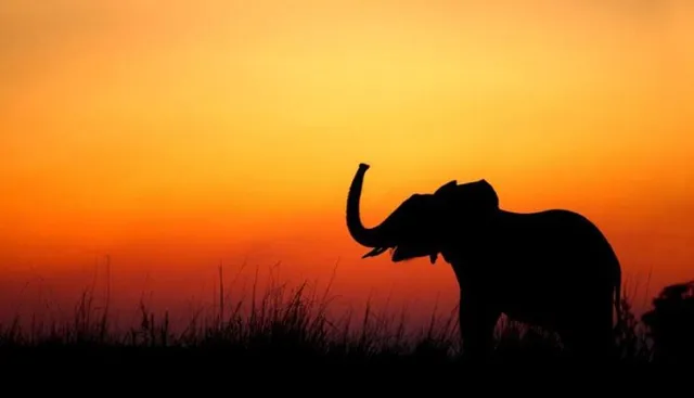 ଗଞ୍ଜାମ-କନ୍ଧମାଳ ସୀମାନ୍ତରେ ପୁଣି ହାତୀମୃତ୍ୟୁ: ପଣ୍ଡାଖୋଲ ଜଙ୍ଗଲରୁ ମୃତ ହାତୀ ଶାବକ ଉଦ୍ଧାର