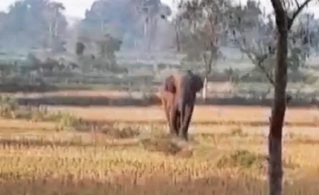 ‘ମାଖନା’ ରକ୍ତମୁଖା: ଦୁଇ ଘଣ୍ଟାରେ ଚାରି ଜଣଙ୍କୁ ମାରିଦେଲା