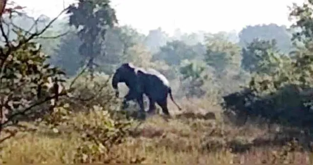 ହାତୀ ଆକ୍ରମଣରେ ଶିଶୁକନ୍ୟା ମୃତ; ବାପାମା’, ଭଉଣୀ ଗୁରୁତର