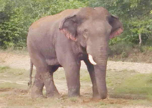 ଶୋଇଥିବା ବେଳେ ଯୁବକଙ୍କୁ କଚାଡ଼ି ମାରିଲା ହାତୀ