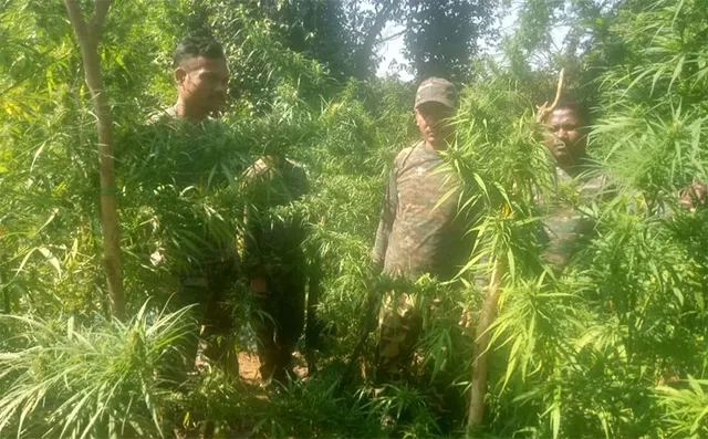 ପୁଣି ଗଞ୍ଜେଇ ଗଛ ନଷ୍ଟକଲା ପୁଲିସ