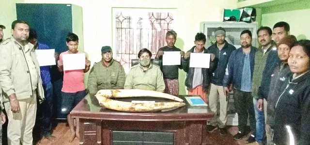 ଶିମିଳିପାଳରେ ଦନ୍ତାହାତୀକୁ ଗୁଳି କରି ହତ୍ୟା ଘଟଣା: ୨୮ କିଲୋ ଓଜନର ୨ ଦାନ୍ତ ଜବତ, ୪ ଗିରଫ