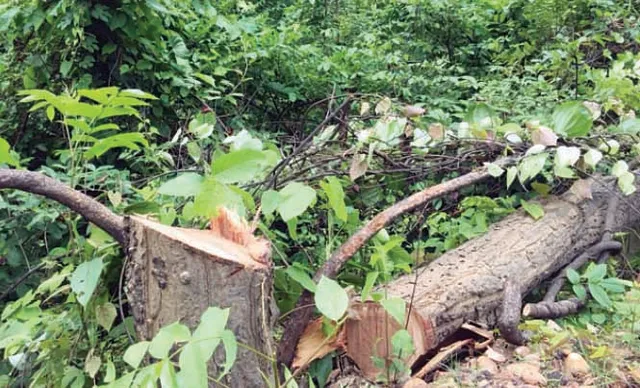 ଅନ୍ତଃରାଜ୍ୟ ମାଫିଆ ସକ୍ରିୟ: ଦେଶୀ ବନ୍ଧୁକ ପାଇଁ କଟୁଛି କେନ୍ଦୁଗଛ