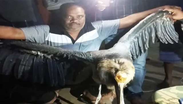 ବିରଳ ପକ୍ଷୀ ଉଦ୍ଧାର