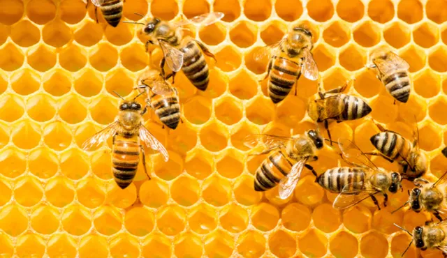 ମହୁମାଛି ଆକ୍ରମଣରେ ୧୫ ଆହତ