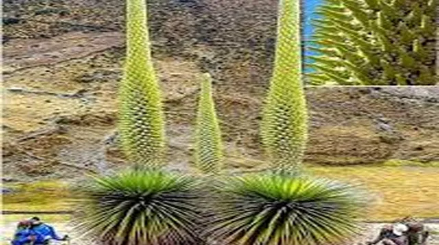 ନୂଆ ସମୟ, ନୂଆ କଥା: କୁଇନ୍‌ ଅଫ୍‌ ଦ ଆଣ୍ଡିଜ୍‌