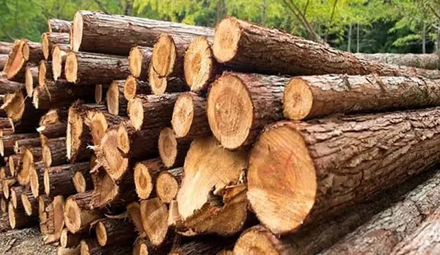 ପୁଲିସ ଘରୁ କାଠ ଜବତ: ବାପାଙ୍କୁ ଜେରା, ପୁଅକୁ ନୋଟିସ