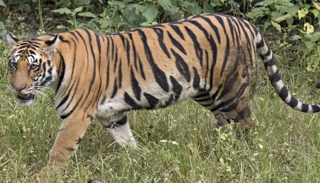 ଲୋଡ଼ରା ଗ୍ରାମରେ ବାଘ ଆତଙ୍କ, ଜଙ୍ଗଲୀ ବାର୍‌ହାକୁ ମାରିଲା