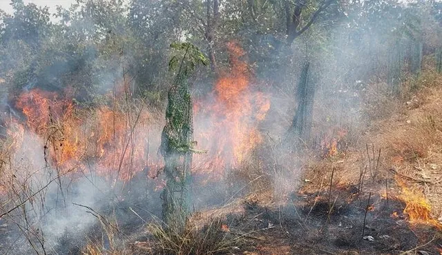 ଜଙ୍ଗଲରେ ନିଆଁ, ଶୋଇଛି ବନ ବିଭାଗ