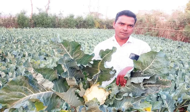 କୋବି ଗୋଟାକୁ ୫ ଟଙ୍କା ବି ମିଳୁନି, ଶୀତଳଭଣ୍ଡାର ଅଭାବରୁ କ୍ଷତି ସହୁଛନ୍ତି ଚାଷୀ