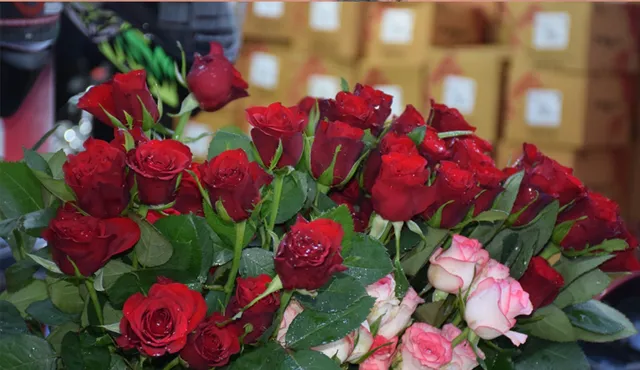 ଗୋଲାପ ଦିଆନିଆରୁ ଆରମ୍ଭ ହେଲା ପ୍ରେମ ସପ୍ତାହ            