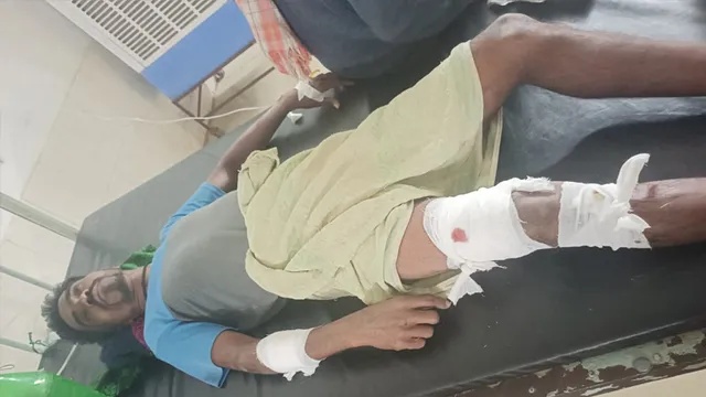 ସିନାପାଲି: ବାଘ ଆକ୍ରମଣରେ ଯୁବକ ଗୁରୁତର