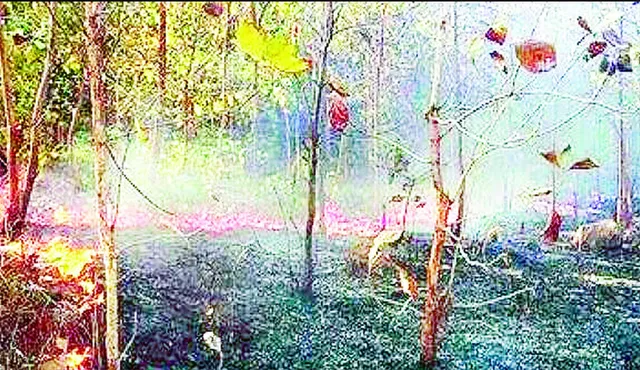 ଏବେଠୁ ଜଳିଲାଣି ଶିମିଳିପାଳ, ସମସ୍ତ ପ୍ରସ୍ତୁତି ସତ୍ତ୍ବେ ୫୨ଟି ସ୍ଥାନରେ ଲାଗିଲାଣି ନିଆଁ