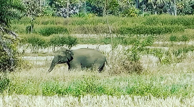 ବିଷ୍ଣୁପୁର ଗ୍ରାମ୍ୟ ଜଙ୍ଗଲରେ ହାତୀଛୁଆ