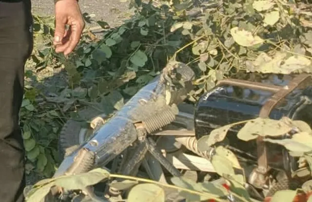 ଗଛତଳେ ଚାପି ହୋଇଯାଇଥିଲେ: ଅଳ୍ପକେ ବର୍ତ୍ତିଲେ ଦମ୍ପତି