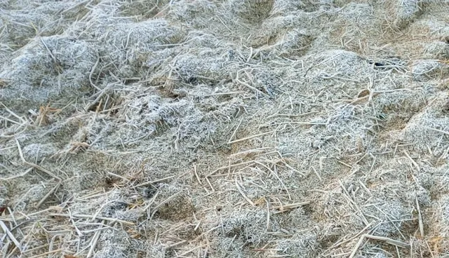 ଲେଉଟାଣି ଶୀତ, ସିମନବାଡ଼ିରେ ତୁଷାରପାତ