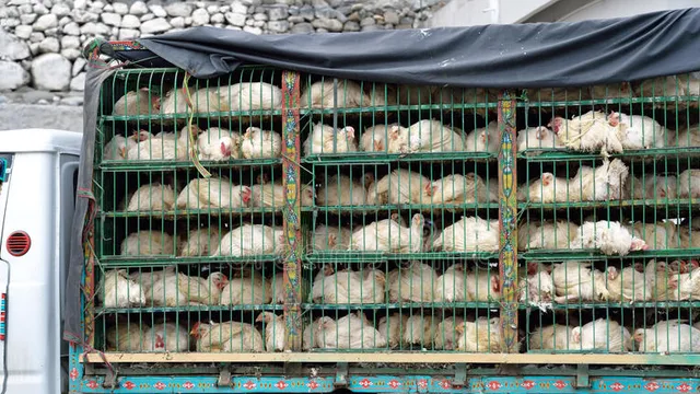 କୁକୁଡ଼ା ବୋଝେଇ ଗାଡ଼ିକୁ ଅପହରଣ