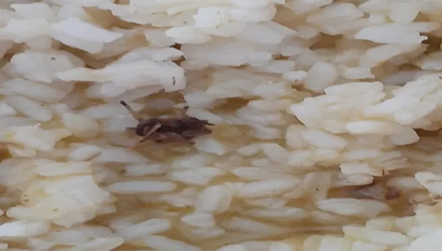 ମଧ୍ୟାହ୍ନ ଭୋଜନରୁ ବାହାରିଲା ଅସରପା ଓ ଝିଟିପିଟି