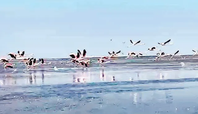 ବିଦେଶୀ ପକ୍ଷୀଙ୍କ ଘର ବାହୁଡ଼ା ଆରମ୍ଭ