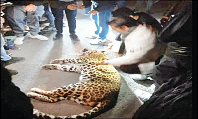 ଗାଜିଆବାଦ କୋର୍ଟରେ ବାଘ ପଶିଲା: ୧୪ ଆହତ, ୪ ଘଣ୍ଟାର କସରତ ପରେ କାବୁ