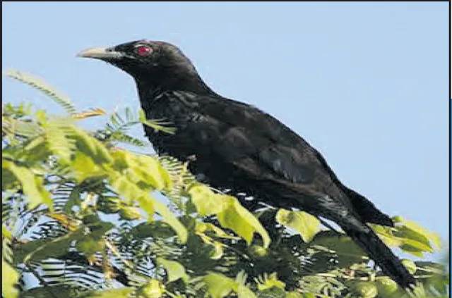 ସୁଭାଷିତ: କୋଇଲିର କୁହୁରେ ବସନ୍ତର ବିଜୟବାର୍ତ୍ତା