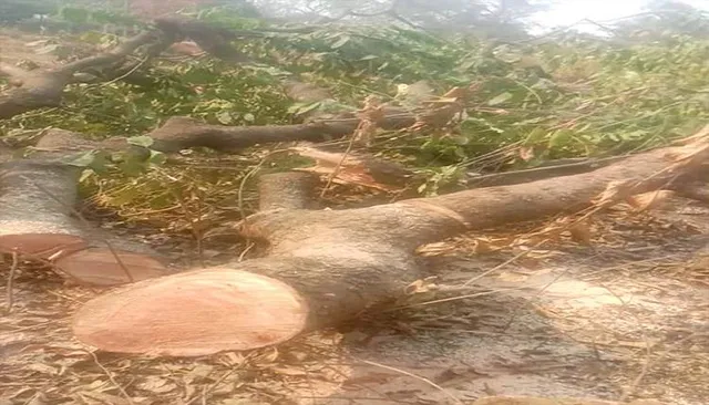 ସଂରକ୍ଷିତ ଜଙ୍ଗଲରୁ ଗଛ କାଟିନେଲେ