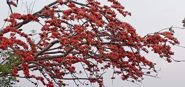 ଫଗୁଣକୁ ସ୍ୱାଗତ କରୁଛି ପଳାସ ଫୁଲ(ଫଟୋ-ତୁଷାରକାନ୍ତ)