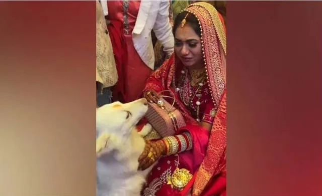 ହୃଦୟସ୍ପର୍ଶୀ ଦୃଶ୍ୟ! ବିବାହ ପରେ କାନ୍ଦୁଥିବା ମାଲିକାଣୀଙ୍କୁ ଶାଶୁଘରକୁ ଛାଡ଼ିବାକୁ ରାଜି ହେଉନାହିଁ କୁକୁର