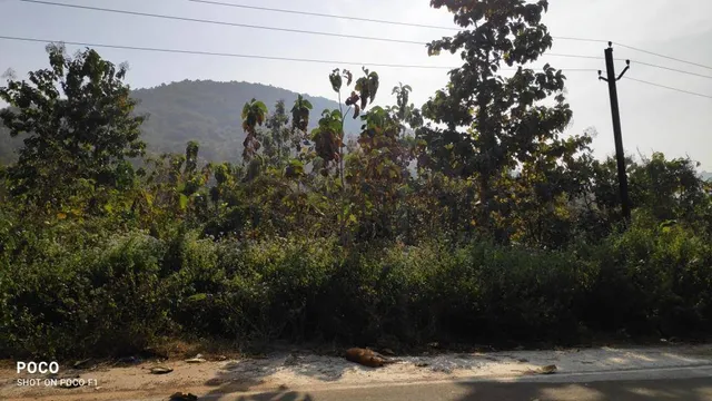 ନିଆଁ ଓ ଜବରଦଖଲ ବଳୟରେ ଐତିହାସିକ ବରୁଣେଇ ସଂରକ୍ଷିତ ଜଙ୍ଗଲ