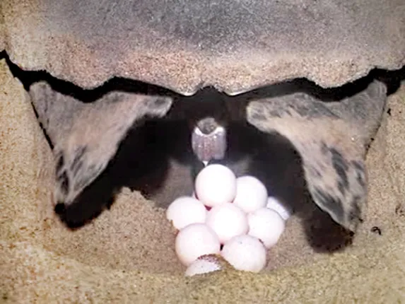 କୂଳକୁ ଉଠୁନାହାନ୍ତି କଇଁଛ, ଅଣ୍ତାଦାନରେ ବିଳମ୍ବ