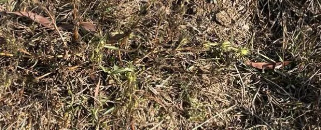 ନିମାପଡ଼ାରେ ହେଟା ବାଘର ମୃତ୍ୟୁ!