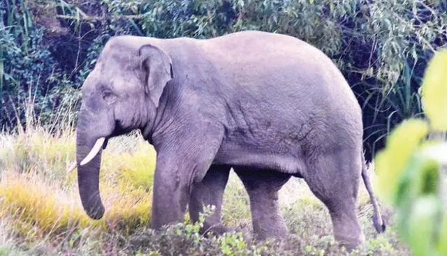 ବିଦ୍ୟୁତ୍‌ ଆଘାତରେ ଦନ୍ତାହାତୀର ପ୍ରାଣଗଲା