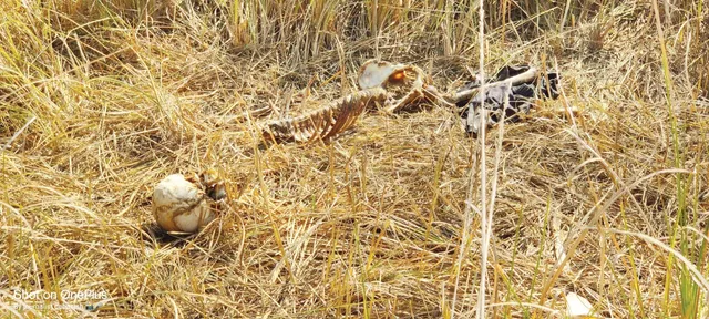 ଜଙ୍ଗଲରୁ ନରକଙ୍କାଳ ଜବତ