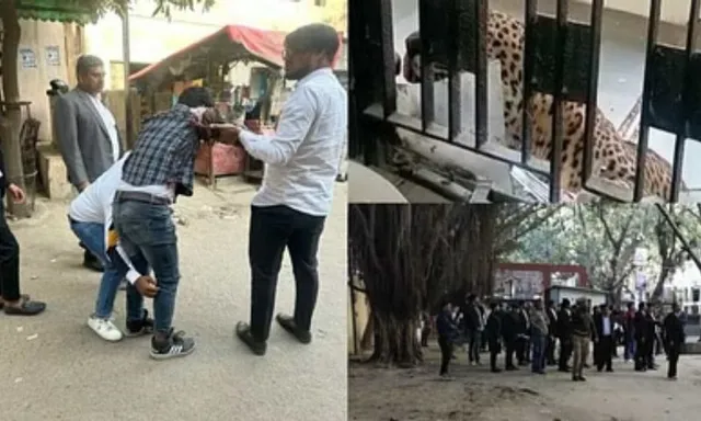 ଗାଜିଆବାଦ କୋର୍ଟ ପରିସରରେ ପଶିଲା ବାଘ; ୨ ଓକିଲଙ୍କ ସମେତ ୫ଜଣଙ୍କୁ ଘାଇଲା କଲା: ଭିଡିଓ ହେଲା ଭାଇରାଲ