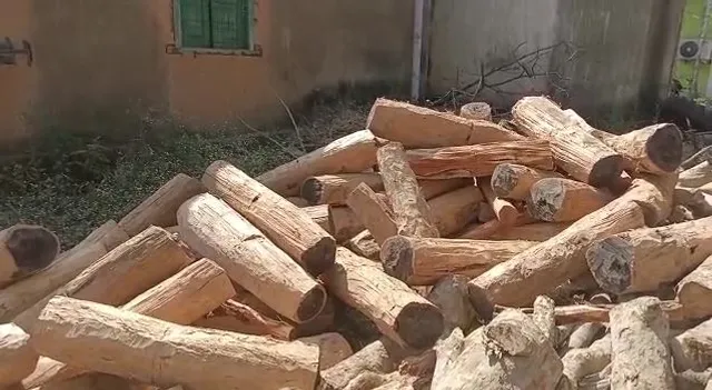 କପା ମଞ୍ଜି ଭିତରେ ଚାଲିଥିଲା ଖଇର କାଠ ଚାଲାଣ