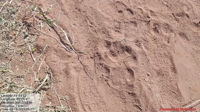 କାଂଚଲି ଗାଁରେ ବାଘ ଆତଙ୍କ: ଗାଈକୁ ମାରି ଖାଇଲା