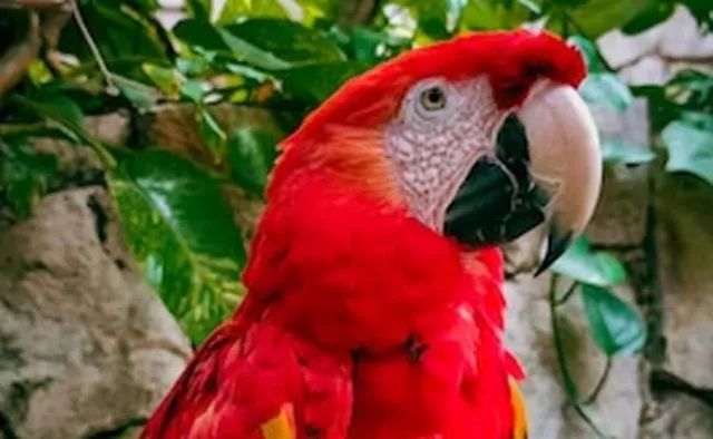 ଡାକ୍ତରଙ୍କୁ ଆହତ କଲା ଶୁଆ; ଶୁଆ ମାଲିକଙ୍କୁ ହେଲା ୨ ମାସ ଜେଲ୍‌ ଓ ୭୪ ଲକ୍ଷ ଟଙ୍କା ଜରିମାନା