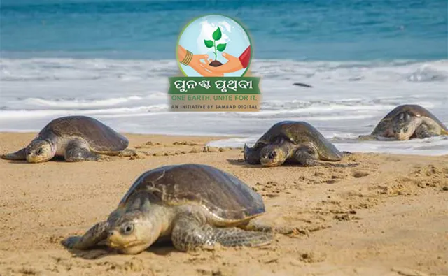 ଅଲିଭ୍‌ ରିଡ୍‌ଲେଙ୍କ ଉପରେ ଜଳବାୟୁ ପ୍ରଭାବ