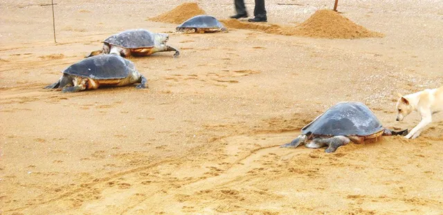 ବେଳାଭୂମିରେ ମାଳମାଳ ଅଲିଭ୍‌ ରିଡ୍‌ଲେ ଶବ