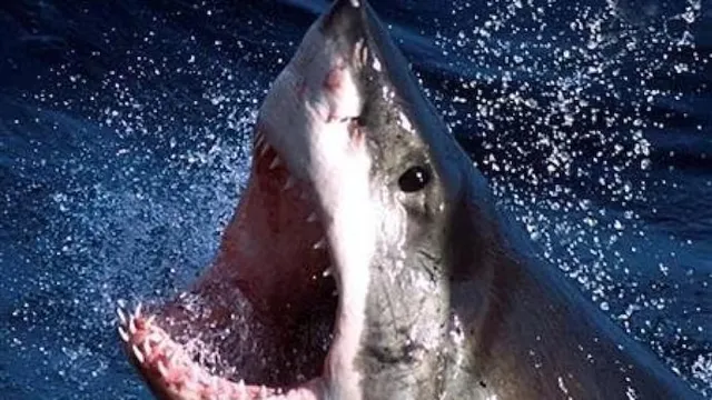 ସାର୍କ ଆକ୍ରମଣରେ ମଲା ଡଲ୍‌ଫିନ୍‌ଙ୍କ ମେଳରେ ପହଁରିବାକୁ ନଦୀକୁ ଡେଇଁଥିବା ୧୬ ବର୍ଷୀୟ ବାଳିକା